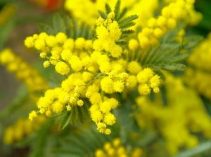 Festa della donna Arquà Petrarca Colli Euganei